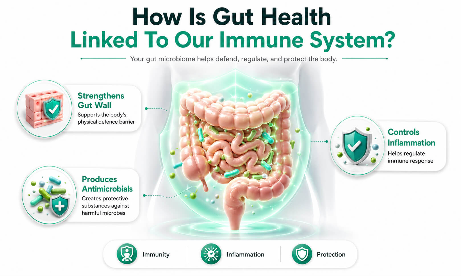 How Is Gut Health Linked To Our Immune System?